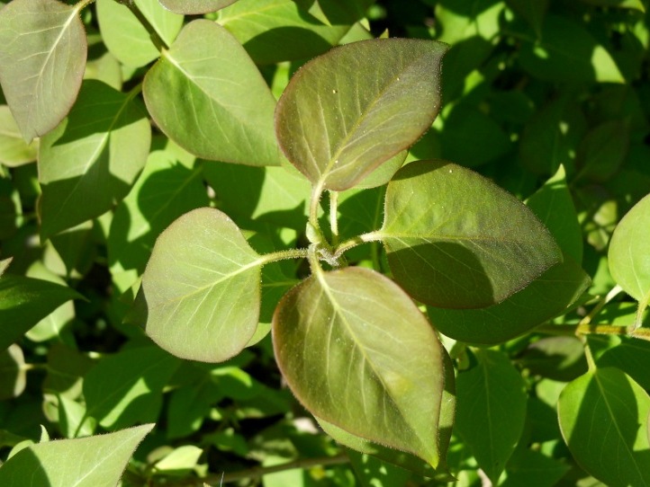 Arbusto - Siringa sp.